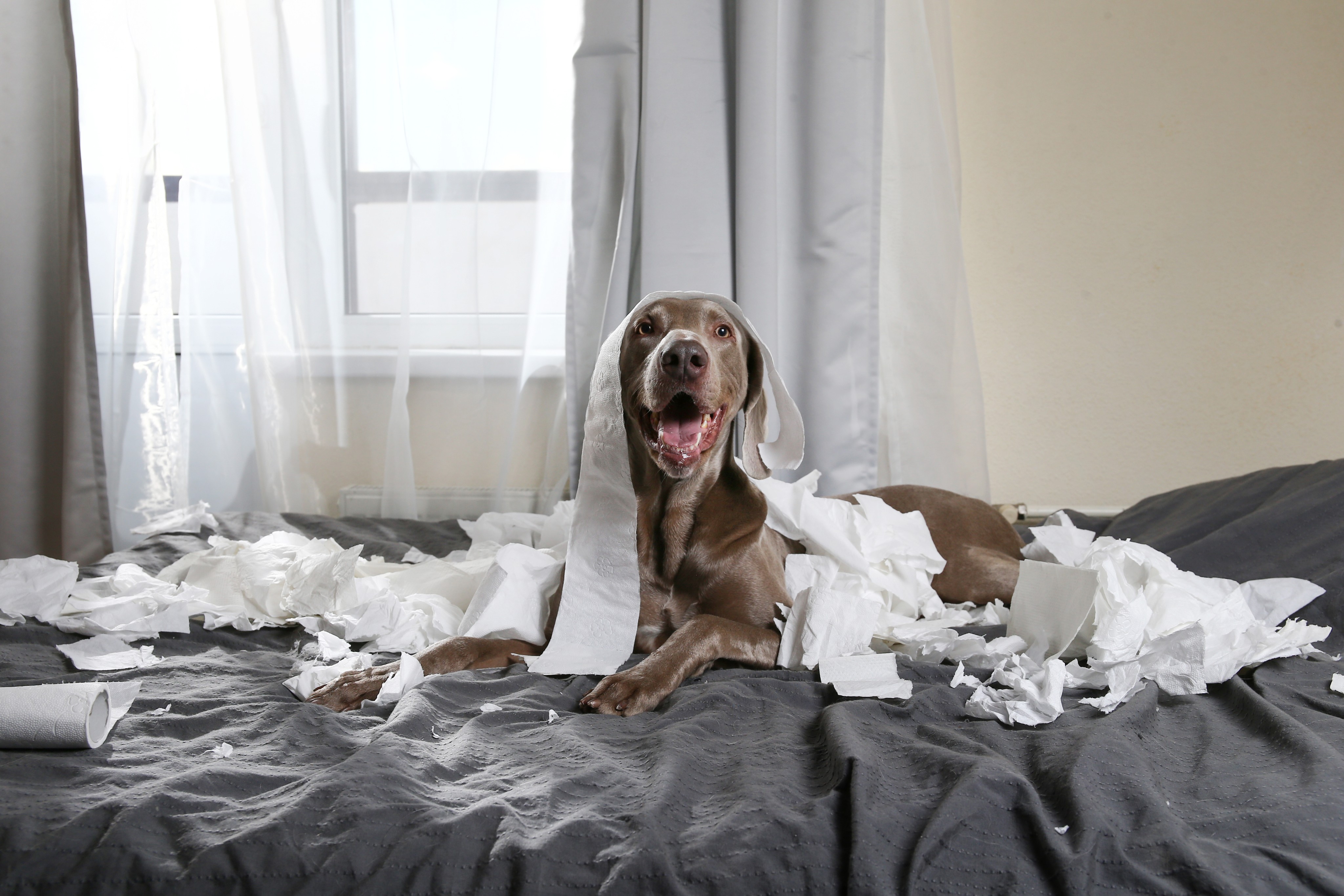 Собака вредничает. Непослушный щенок. Кровать испорченная псом фото. Home messed up Dog.