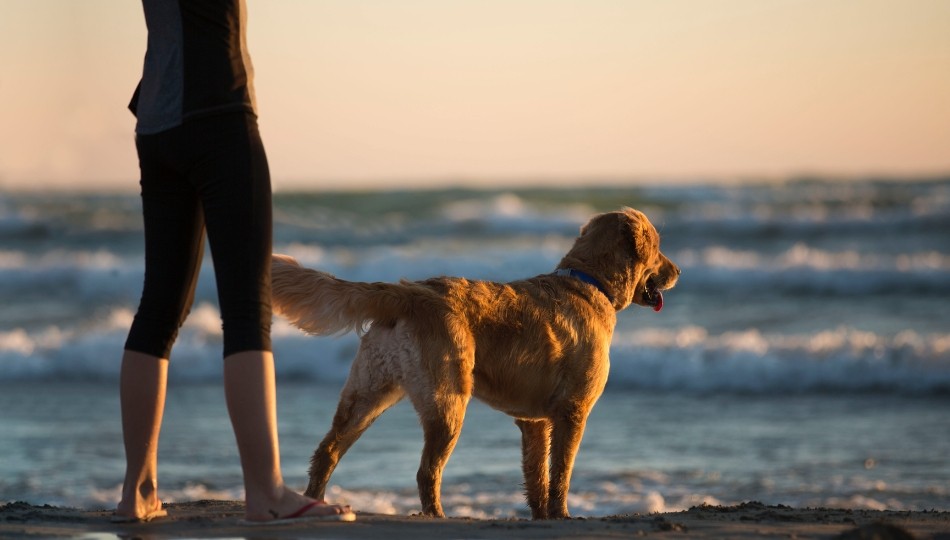 Summer Activities to Enjoy with Your Dog